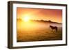 Arabian Horses Grazing on Pasture at Sundown in Orange Sunny Beams. Dramatic Foggy Scene. Carpathia-Leonid Tit-Framed Photographic Print