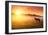 Arabian Horses Grazing on Pasture at Sundown in Orange Sunny Beams. Dramatic Foggy Scene. Carpathia-Leonid Tit-Framed Photographic Print