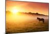 Arabian Horses Grazing on Pasture at Sundown in Orange Sunny Beams. Dramatic Foggy Scene. Carpathia-Leonid Tit-Mounted Photographic Print