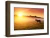 Arabian Horses Grazing on Pasture at Sundown in Orange Sunny Beams. Dramatic Foggy Scene. Carpathia-Leonid Tit-Framed Photographic Print