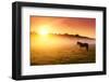 Arabian Horses Grazing on Pasture at Sundown in Orange Sunny Beams. Dramatic Foggy Scene. Carpathia-Leonid Tit-Framed Photographic Print