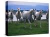 Arabian Horses Walking in Pasture-Chase Swift-Stretched Canvas