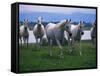 Arabian Horses Walking in Pasture-Chase Swift-Framed Stretched Canvas