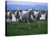 Arabian Horses Walking in Pasture-Chase Swift-Stretched Canvas