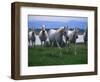 Arabian Horses Walking in Pasture-Chase Swift-Framed Photographic Print