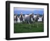 Arabian Horses Walking in Pasture-Chase Swift-Framed Photographic Print