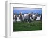 Arabian Horses Walking in Pasture-Chase Swift-Framed Photographic Print