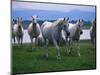 Arabian Horses Walking in Pasture-Chase Swift-Mounted Photographic Print