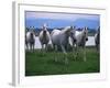 Arabian Horses Walking in Pasture-Chase Swift-Framed Photographic Print