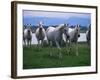 Arabian Horses Walking in Pasture-Chase Swift-Framed Photographic Print