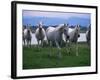 Arabian Horses Walking in Pasture-Chase Swift-Framed Photographic Print