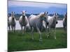 Arabian Horses Walking in Pasture-Chase Swift-Mounted Photographic Print