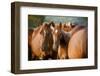 Arabian Horses-mari_art-Framed Photographic Print