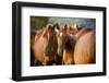 Arabian Horses-mari_art-Framed Photographic Print