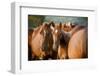 Arabian Horses-mari_art-Framed Photographic Print