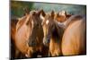 Arabian Horses-mari_art-Mounted Photographic Print