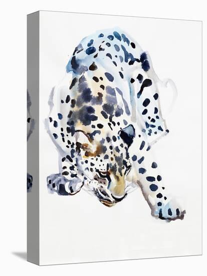 Arabian Leopard, 2008-Mark Adlington-Stretched Canvas