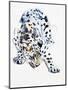 Arabian Leopard, 2008-Mark Adlington-Mounted Giclee Print