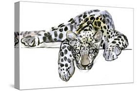 Arabian Leopard, 2008-Mark Adlington-Stretched Canvas