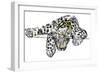 Arabian Leopard, 2008-Mark Adlington-Framed Giclee Print