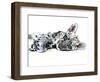 Arabian Leopard Cub, 2008-Mark Adlington-Framed Giclee Print