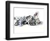 Arabian Leopard Cub, 2008-Mark Adlington-Framed Giclee Print