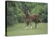 Arabian Mare and Colt, Oldham County, Kentucky, USA-Adam Jones-Stretched Canvas