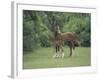 Arabian Mare and Colt, Oldham County, Kentucky, USA-Adam Jones-Framed Photographic Print