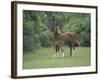 Arabian Mare and Colt, Oldham County, Kentucky, USA-Adam Jones-Framed Photographic Print