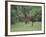 Arabian Mare and Colt, Oldham County, Kentucky, USA-Adam Jones-Framed Photographic Print