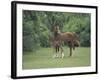 Arabian Mare and Colt, Oldham County, Kentucky, USA-Adam Jones-Framed Photographic Print