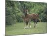 Arabian Mare and Colt, Oldham County, Kentucky, USA-Adam Jones-Mounted Photographic Print