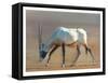 Arabian Oryx, 2010-Mark Adlington-Framed Stretched Canvas