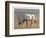 Arabian Oryx, 2010-Mark Adlington-Framed Giclee Print