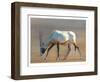 Arabian Oryx, 2010-Mark Adlington-Framed Premium Giclee Print