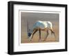 Arabian Oryx, 2010-Mark Adlington-Framed Premium Giclee Print