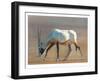 Arabian Oryx, 2010-Mark Adlington-Framed Giclee Print
