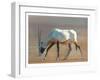 Arabian Oryx, 2010-Mark Adlington-Framed Giclee Print