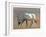 Arabian Oryx, 2010-Mark Adlington-Framed Giclee Print