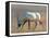 Arabian Oryx, 2010-Mark Adlington-Framed Stretched Canvas