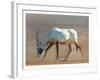 Arabian Oryx, 2010-Mark Adlington-Framed Giclee Print