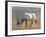 Arabian Oryx, 2010-Mark Adlington-Framed Giclee Print