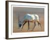 Arabian Oryx, 2010-Mark Adlington-Framed Giclee Print