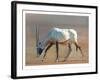 Arabian Oryx, 2010-Mark Adlington-Framed Giclee Print