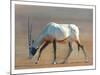 Arabian Oryx, 2010-Mark Adlington-Mounted Giclee Print