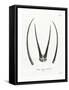 Arabian Oryx Horns-null-Framed Stretched Canvas