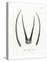 Arabian Oryx Horns-null-Stretched Canvas