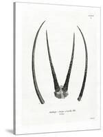 Arabian Oryx Horns-null-Stretched Canvas