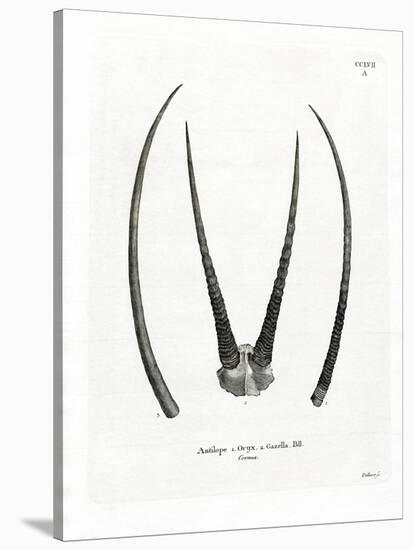 Arabian Oryx Horns-null-Stretched Canvas