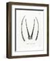 Arabian Oryx Horns-null-Framed Premium Giclee Print